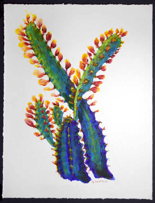 Euphorbia trigona Red